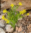  Yellow Star Of Bethlehem	